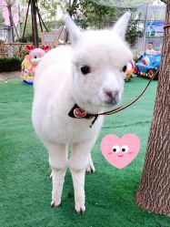 -萌宠亲子动物乐园(槐房万达店)