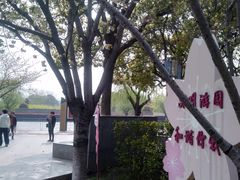 -高东镇樱花园