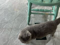 -猫小院猫主题餐厅(南锣旗舰店)