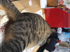 -猫的天空之城概念书店(杭州南宋御街店)