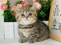 -小猫来了·猫舍(红山六九七九店)