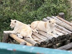 -泉州海丝野生动物世界
