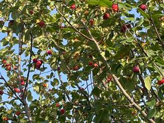 -野鸭湖国家湿地公园