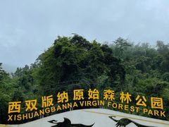 -西双版纳原始森林公园