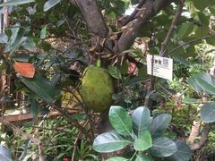 -呀路古热带植物园