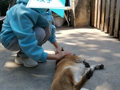 -柴犬高等学院·狗咖·柴犬售卖·宠物训练