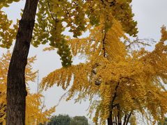 -四川大学(望江校区)
