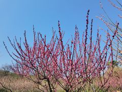 -雨花胜境