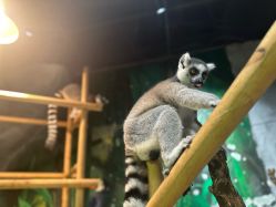 -Zoolung Zoolung动物主题公园(海信广场店)