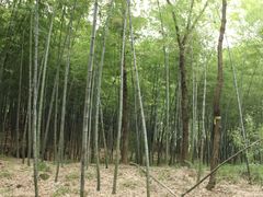 -西湖风景区十里琅珰-五云山
