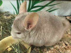 -藦茜花园宠物主题亲子互动体验馆(国顺东路店)