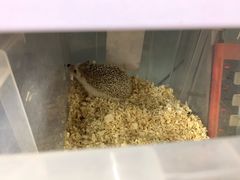 -钓仓鼠(洋桥北里小区店)