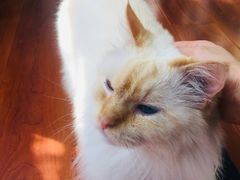 -猫小院猫主题咖啡厅(北锣店)