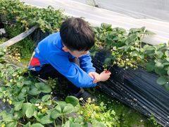 -小鱼草莓采摘园农家乐·小鱼餐厅