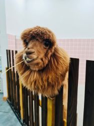 -Moni星球萌宠·小马宝莉·灵蛇·高端高阶全萌宠互动体验俱乐部(红豆国际广场店)