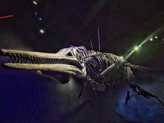 -贝林大翅鲸简餐厅(国家海洋博物馆店)