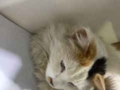 -特一安24小时宠物医院·骨科·中兽医