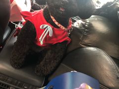 -1013 PET SHOP 宠物商店(近铁城市广场店)
