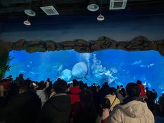 -芜湖新华联大白鲸海洋公园