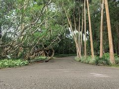 -中国科学院西双版纳热带植物园