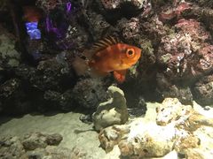 -暹罗海洋世界
