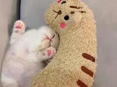 -客栈猫舍(中央北路店)