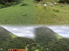 -大姆山草场