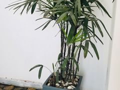 -素境采耳(管仲公园店)