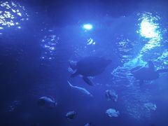 -太平洋海底世界