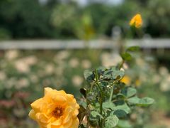 -人民公园(罗湖区)