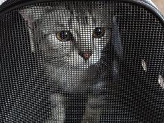 -宠爱国际动物医院·消化内科·心肾内科·ISFM猫友好(望京店)