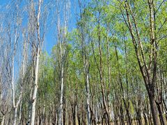 -东郊湿地公园