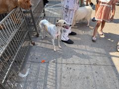 -开封杨丰宠物乐园