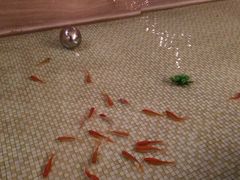 -长沙小天鹅戴斯酒店