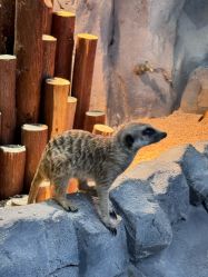 点击看大图 -Zoolung Zoolung动物主题公园(海信广场店)