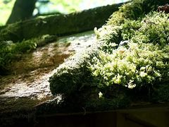 -常寂光寺