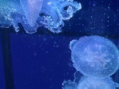 -海合安武汉极地海洋公园