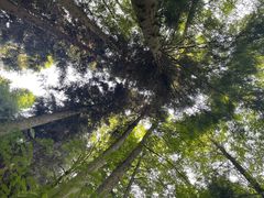 -武陵山森林公园