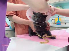 -北京观赏动物医院·24小时大型综合·猫专科·异宠专科