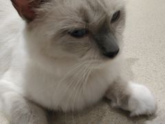 -藏猫猫咖啡主题馆(中央大道店)