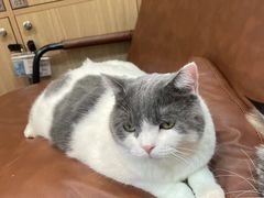 -MOCHA明星猫咖(田子坊店)