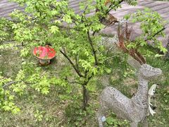 -洛阳白云山景区