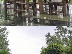 -合肥滨湖国家森林公园