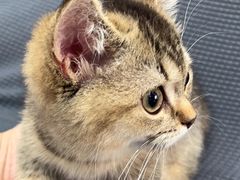 -创凡宠物医院·骨专科  猫科中心(西乡分院)