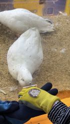 -神奇动物撸宠馆·羊驼·小浣熊·异宠(豫园店)