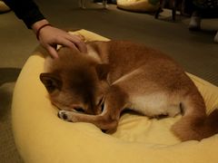 -逗柴咖啡屋·狗咖猫咖宠物桌游