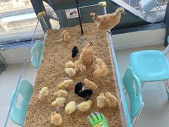 -怪兽屋·羊驼·猫咖·狗咖(俊华广场店)