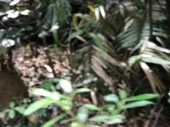-热带雨林自然公园