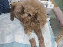 -严国平动物医院(德政总院)