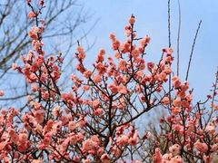 -Sakura·美颜社·日式私汤SPA